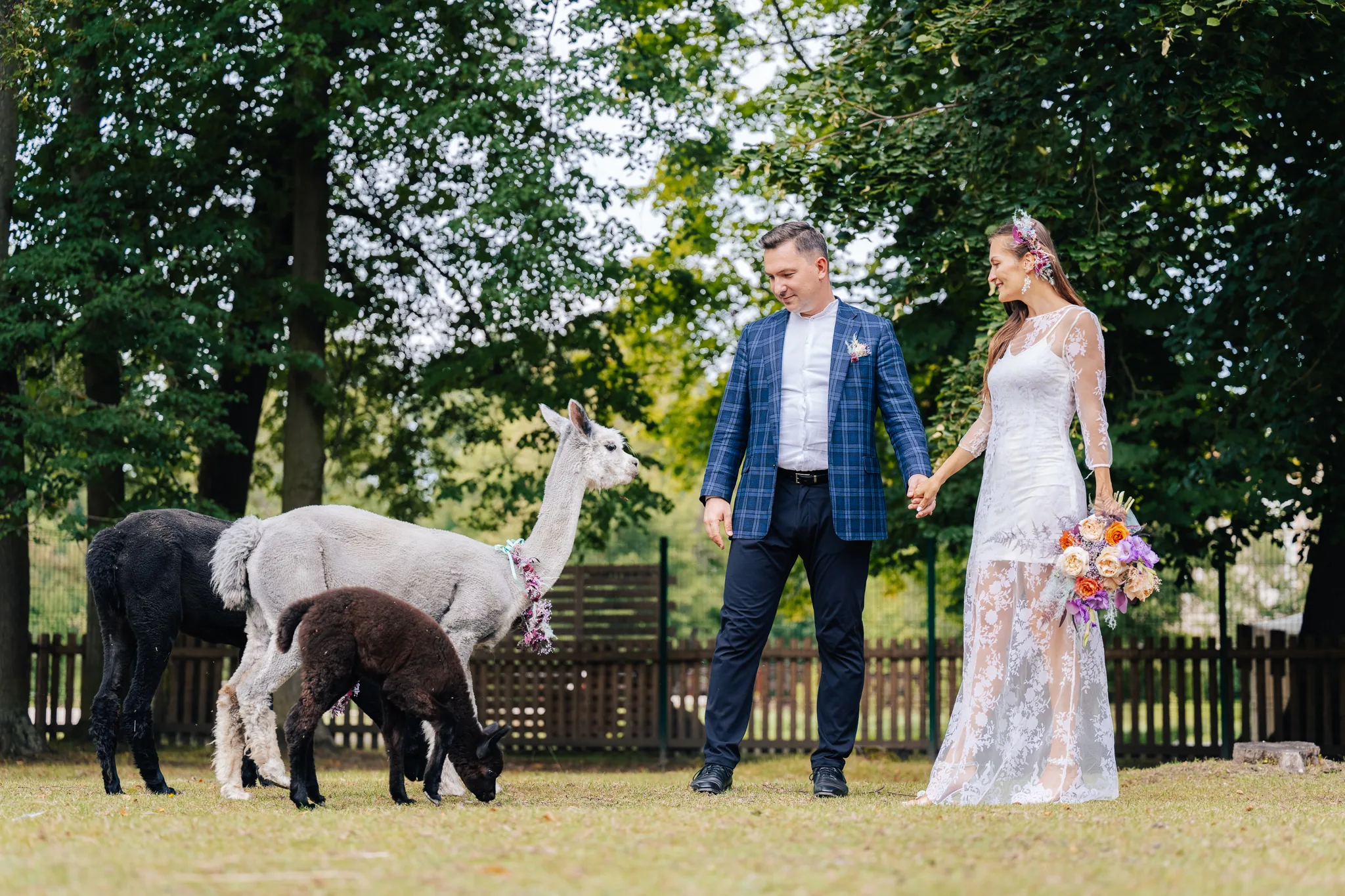 Newlyweds with alpacas in the castle park